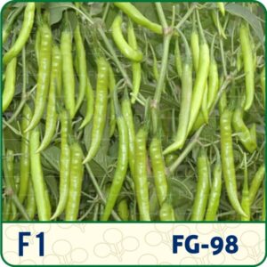 F1- (HYBRID HOT PEPPER) FG98