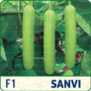 F1 Sanvi
