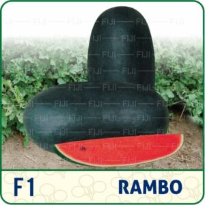 F1 Rambo