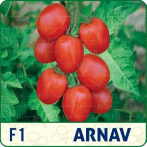 F1 Arnav