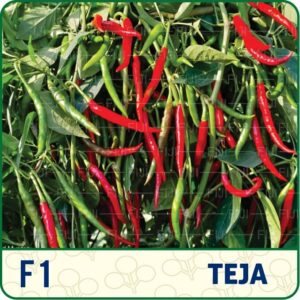 F1-Teja
