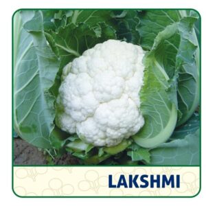 Cauliflower seed Lakshmi