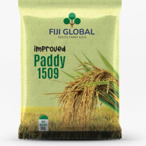 Fiji Global-Paddy 1509