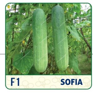 F1-(HYBRID CUCUMBER SEED) SOFIA