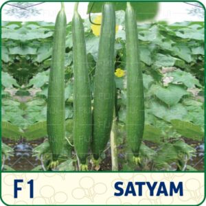 F1 (HYBRID SPONGE GOURD SEED) Satyam