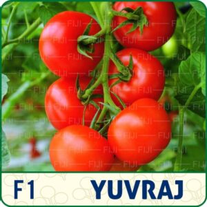 F1  Hyb Yuvraj