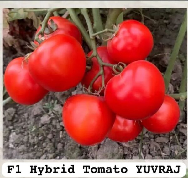 F1  Hyb Yuvraj - Image 4
