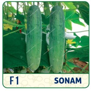 F1-(HYBRID CUCUMBER SEED) SONAM