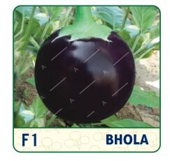F1 BHOLA BRINJAL