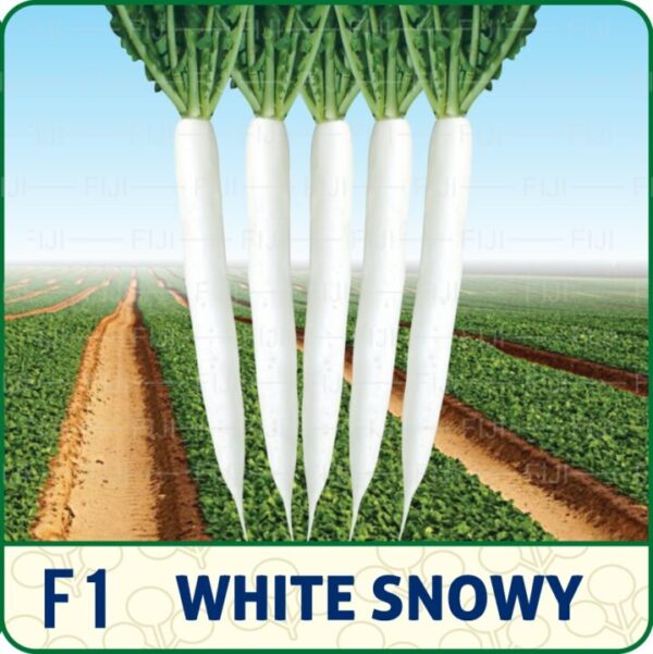 F1 WHITE SNOWY