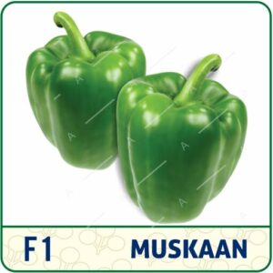 F1 MUSKAAN CAPSICUM