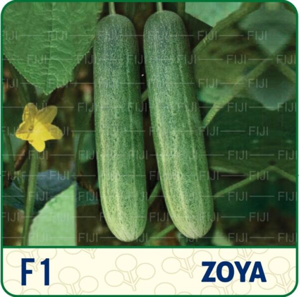 F1 ZOYA CUCUMBER