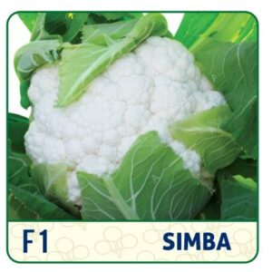 F1 SIMBA CAULIFLOWER