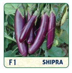 F1 SHIPRA LONG BRINJAL
