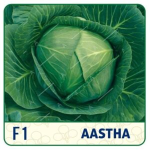 F1 AASTHA CABBAGE