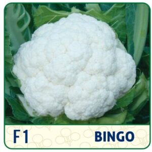 F1 BINGO  CAULIFLOWER