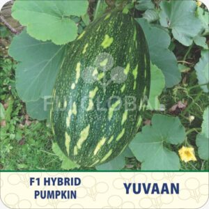 F1 Yuvaan