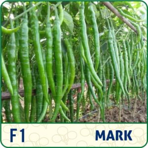 Mark Chilli