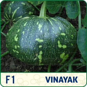 F1 Vinayak